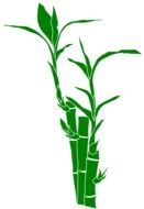 bamboo plant drawing