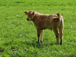 calf little animals