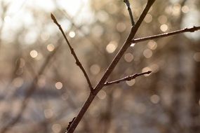 macro photo of water drips on branch