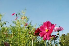 pink flower with green leaves in sunny day