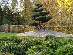 Tree on a stone hill in the park