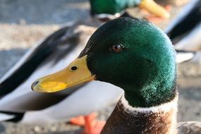 glaring mallard duck