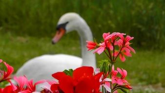 unimaginable red blossom and swan