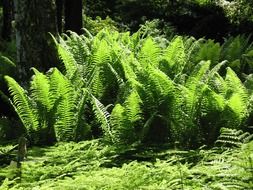 green fern in the forest