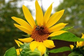 surprising beauty yellow green sunflower