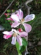 pink flowers on apple tree close-up