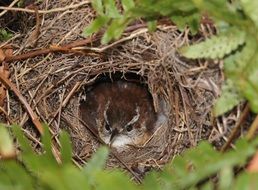 nestling in the nest among green branches close-up