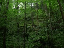 ravine in a forest