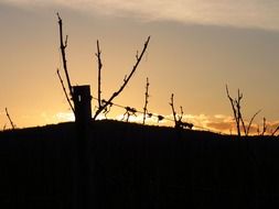 vineyards at dusk