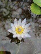 white lotus in the middle of the pond