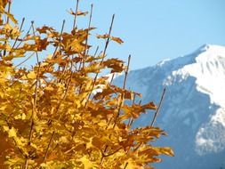maple tree on the mountain background