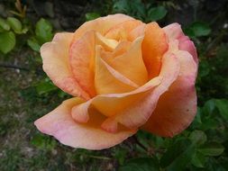 rose of a salmon color