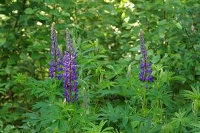 Purple lupine bud