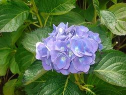 Blue hydrangea flower with green leaves