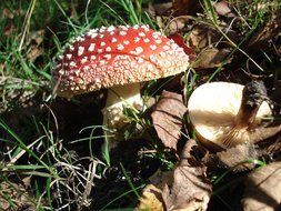 fly agaric mushroom in autumn foliage