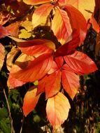 Boston ivy with colorful autumn leaves