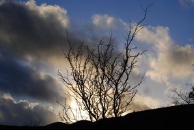 bare tree on hill side in back light at evening