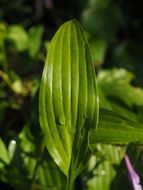 green leaf lily of the valley