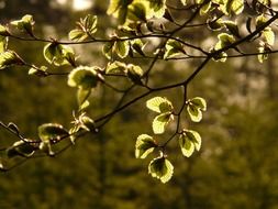 beech leaves in nature