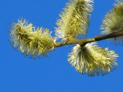 Pussy willow on the tree