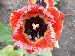 red tulips with raindrops in buds