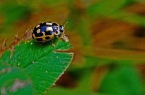 yellow ladybug macro