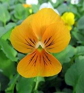 yellow blooming violet