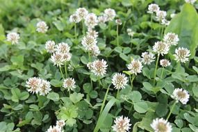 clover flowers wild plants
