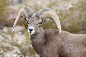 picture of the bighorn sheep in the wildlife