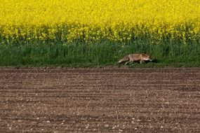 red fox near the yellow field