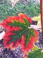 Colorful Japanese maple leaves in autumn