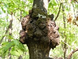 big knot on a tree in the forest