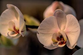 striking orchid