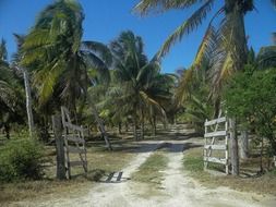 palm trees on a farm in San Crisanto, Mexico