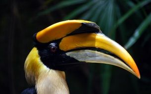 bright tropical great indian hornbill