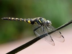 onychothemis testacea dragonfly macro