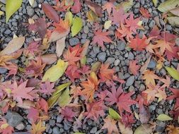 bright autumn foliage on earth