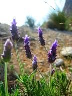 unimaginable purple flowers