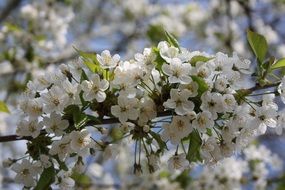 beautiful cherry blossom garden