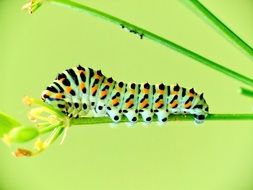 butterfly insect in nature macro