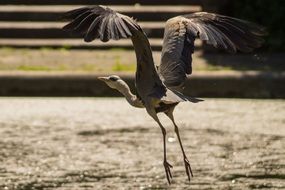 wild bird with big wings