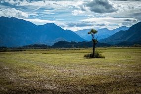 Beautiful lonely tree in Murnau Moor among the mountains in Germany