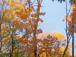 forest trees in fall and blue sky