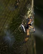 spider in strung web networks