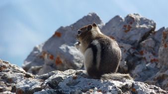 twizzel in canada national park