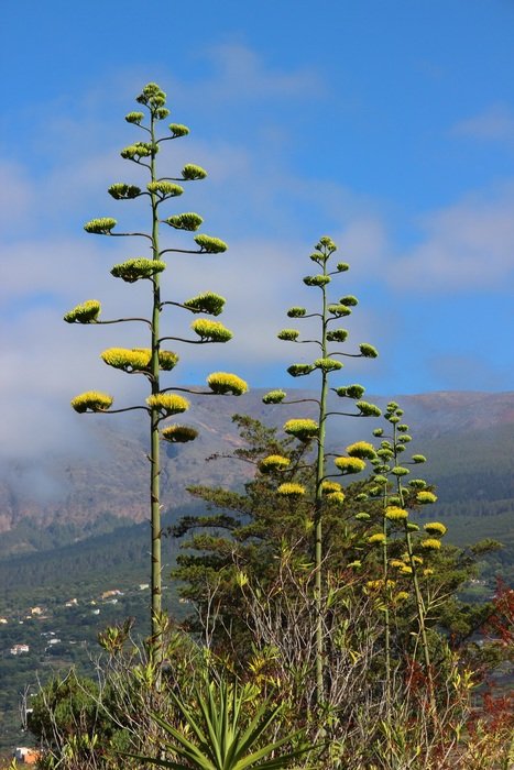 agave bloom in the south