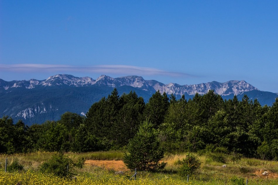 coniferous forest in front of mountain range, croatia, velebit