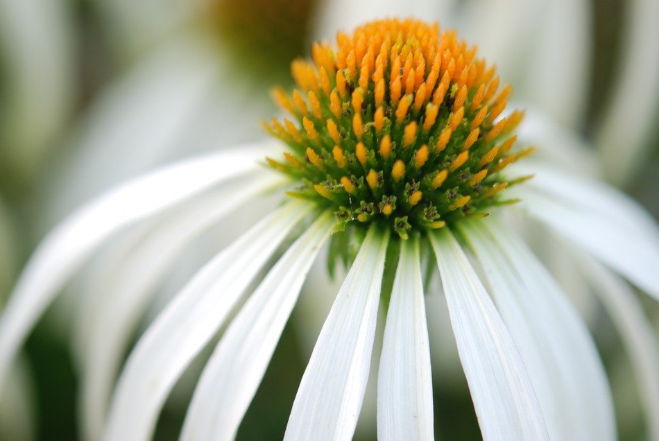 white flower with a prickly center