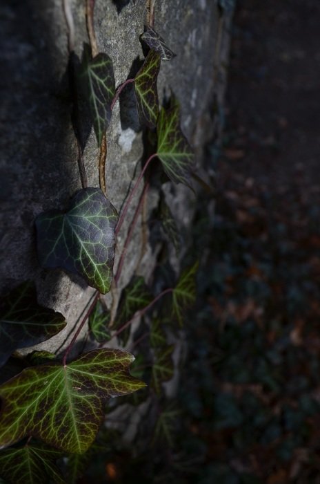 Plant On The Tombstone