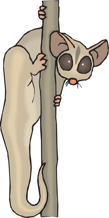 lemur tree plant animal drawing
